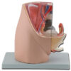 Pelvis femenina anatómica en 3 partes – Modelo de disección con corte sagital mediano, tamaño real (GIMA, Ref. 40100)