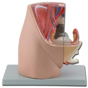 Pelvis femenina anatómica en 3 partes – Modelo de disección con corte sagital mediano, tamaño real (GIMA, Ref. 40100)