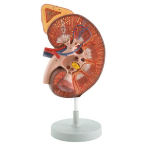 Riñón con Glándula Suprarrenal y Corpúsculo Renal – Modelo Anatómico 3X GIMA (Ref. 40094) para Enseñanza y Diagnóstico