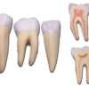 Set de 3 Dientes (Incisivo, Canino y Molar) - Modelo Anatómico Dental en 5 Partes, 10X