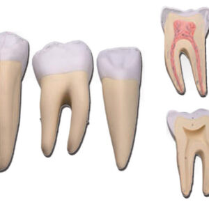 Set de 3 Dientes (Incisivo, Canino y Molar) - Modelo Anatómico Dental en 5 Partes, 10X