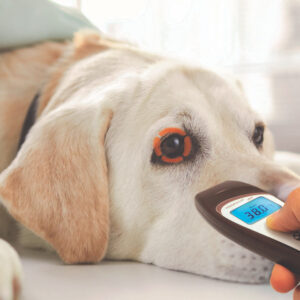 Termómetro infrarrojo veterinario sin contacto VisioFocus Vet con Bluetooth (Ref. GIMA 80457) | Medición corporal 32–43,5 °C y general 1–80 °C, con puntería óptica y app móvil