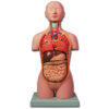 Torso Anatómico de Medio Tamaño GIMA – Modelo de Doble Sexo con 16 Partes Desmontables para Enseñanza de Anatomía (Ref. GM40000)