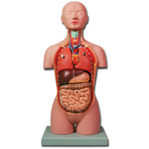 Torso Anatómico de Medio Tamaño GIMA – Modelo de Doble Sexo con 16 Partes Desmontables para Enseñanza de Anatomía (Ref. GM40000)