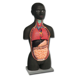 Torso Anatómico de Medio Tamaño GIMA – Modelo de Doble Sexo con 16 Partes Desmontables para Enseñanza de Anatomía (Ref. GM40000)