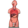 Torso anatómico Dual Sex de 25 piezas – Modelo anatómico a tamaño natural con sistema urogenital masculino y femenino intercambiables (Ref. GIMA 40005)