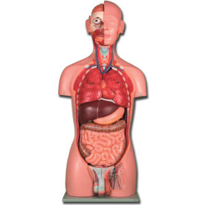 Torso anatómico Dual Sex de 25 piezas – Modelo anatómico a tamaño natural con sistema urogenital masculino y femenino intercambiables (Ref. GIMA 40005)