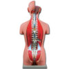 Torso Anatómico Dual Sexo a Tamaño Natural con Espalda Abierta – Modelo Didáctico de 27 Piezas Desmontables (Ref. GIMA 40008)