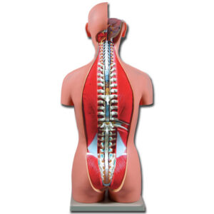 Torso Anatómico Dual Sexo a Tamaño Natural con Espalda Abierta – Modelo Didáctico de 27 Piezas Desmontables (Ref. GIMA 40008)