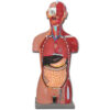 Torso Anatómico Muscular Doble Sexo con Espalda Abierta – 28 Partes | Modelo Didáctico GIMA (Ref. 40009)