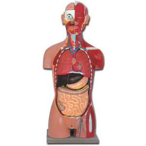 Torso Anatómico Muscular Doble Sexo con Espalda Abierta – 28 Partes | Modelo Didáctico GIMA (Ref. 40009)