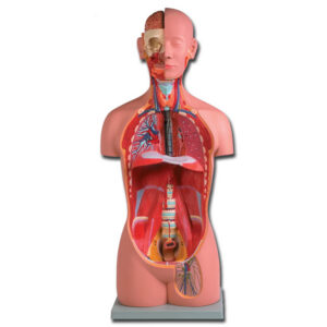 Torso anatómico unisex desmontable de 16 partes – Modelo de anatomía humana a tamaño natural GIMA (Ref. 40003)